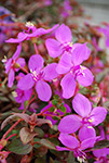 Centradenia Cascade Purple